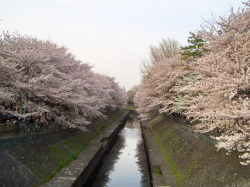 sakura