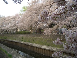 sakura