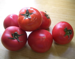 tomato